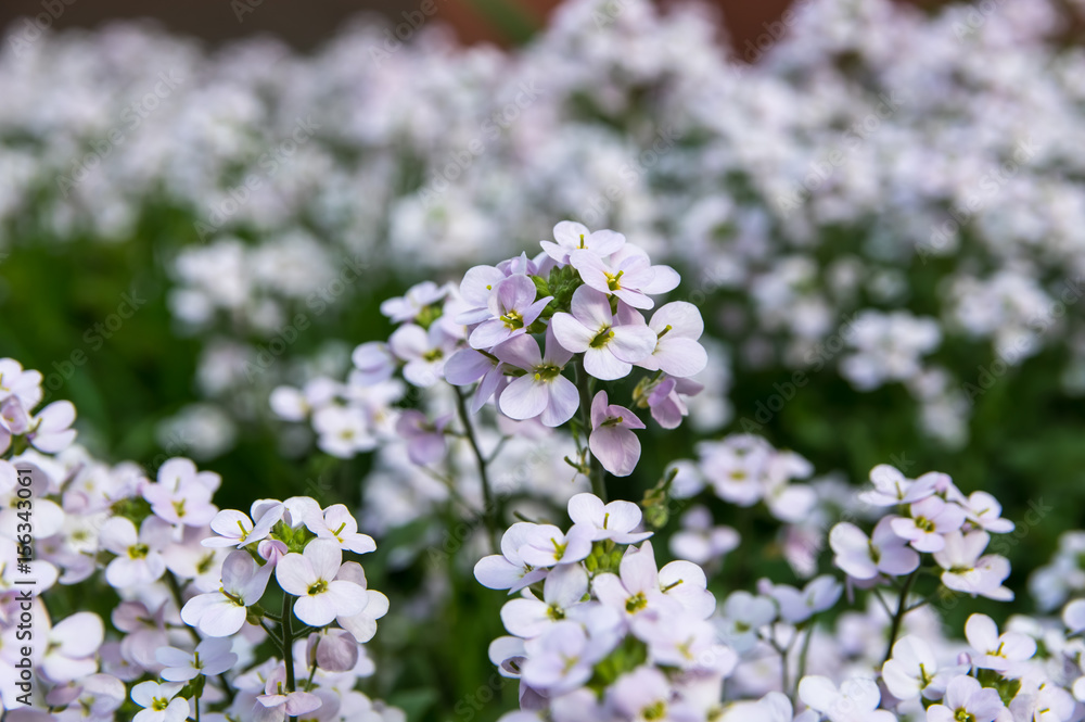Flowers arabis close-up, white, field. Flowers arabis close-up, white, field.