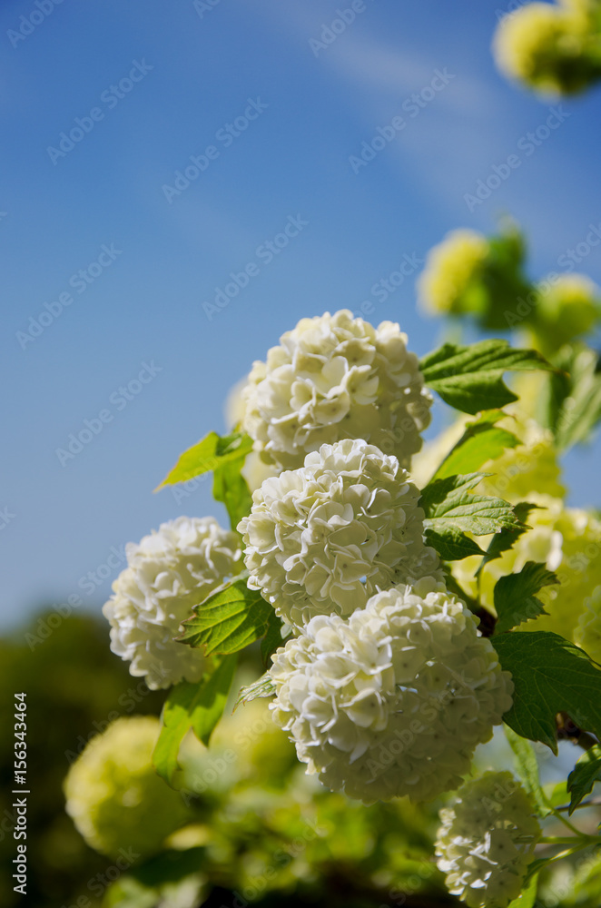 Springtime Guelder rose, Viburnum opulus white flowers in a snowball shape. Copy space. Springtime Guelder rose, Viburnum opulus white flowers in a snowball shape. Copy space.