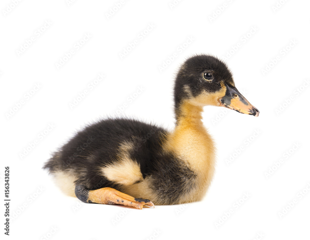 Cute duckling isolated on white background Cute duckling isolated on white background