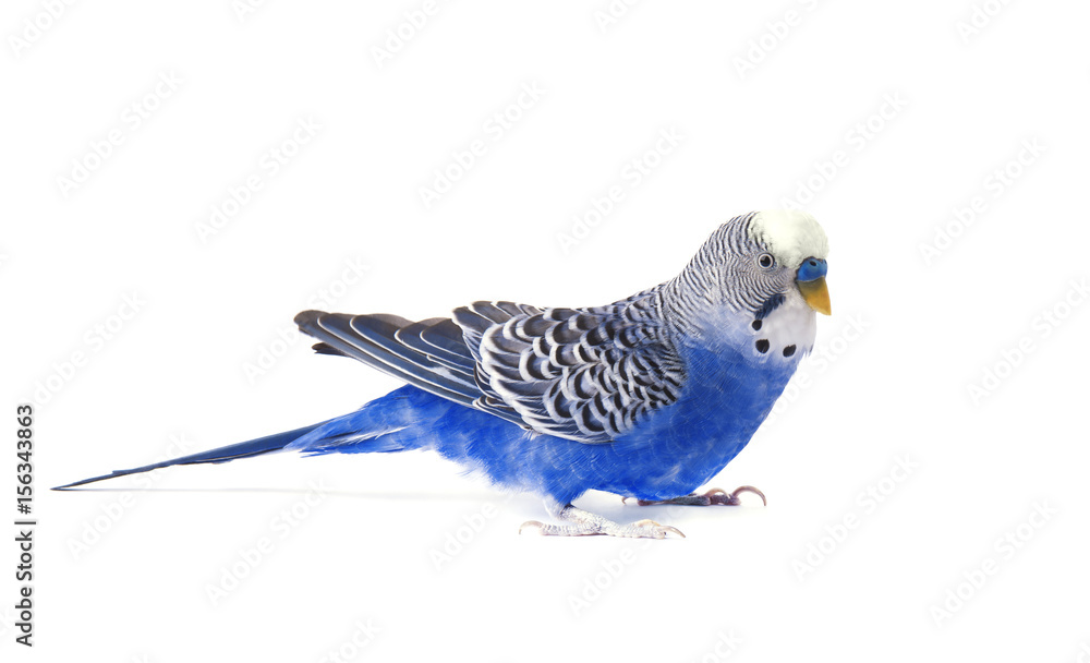 Fototapeta premium Budgie blue, isolated on white background. Budgerigar in full growth