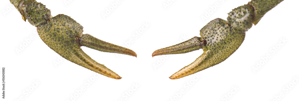 Fototapeta premium Claws of crayfish isolated on white background