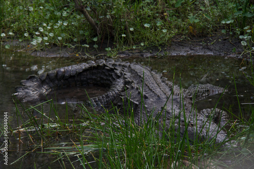 Alligator in the Everglades