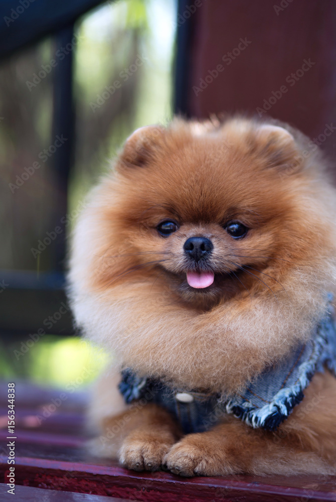 Beautiful and fluffy pomeranian dog. Dog on the bench in a park. Pomeranian on a walk Beautiful and fluffy pomeranian dog. Dog on the bench in a park. Pomeranian on a walk