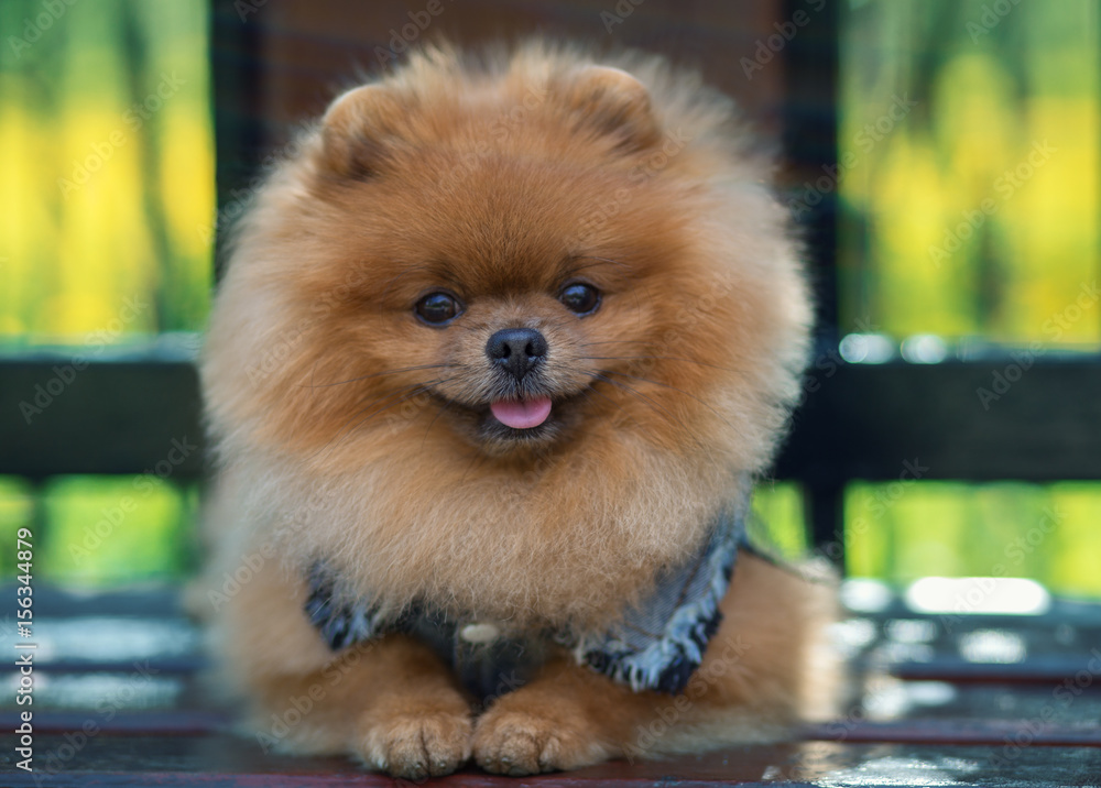 Kong Lear Total Persona Beautiful and fluffy pomeranian dog. Dog on the bench in a park. Pomeranian  on a walk Stock Photo | Adobe Stock