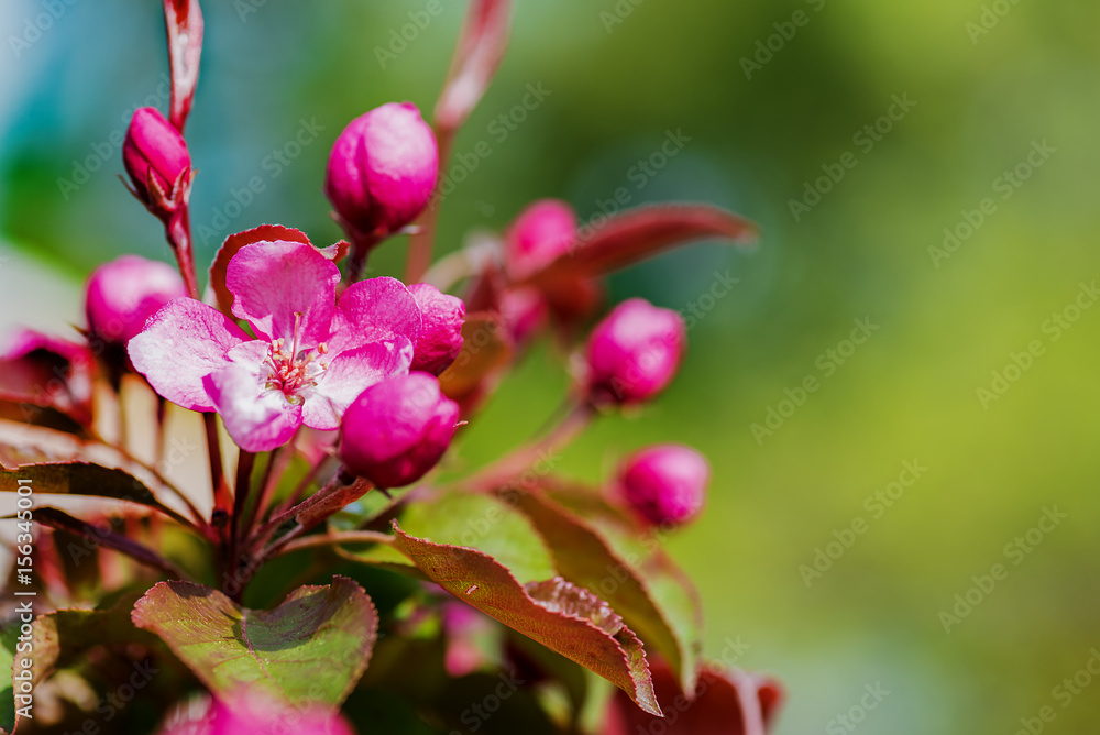 Apple tree in bloom. Apple tree in bloom.