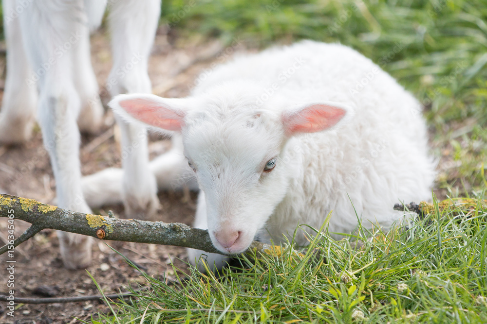 Obraz premium Lämmchen (Ovis) Lamm