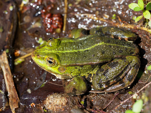 Common Water Frog - Pelophylax esculentus