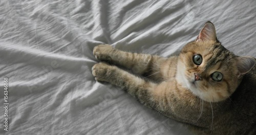 Funny gignger Cat laying at sofa and with curious looking at cam