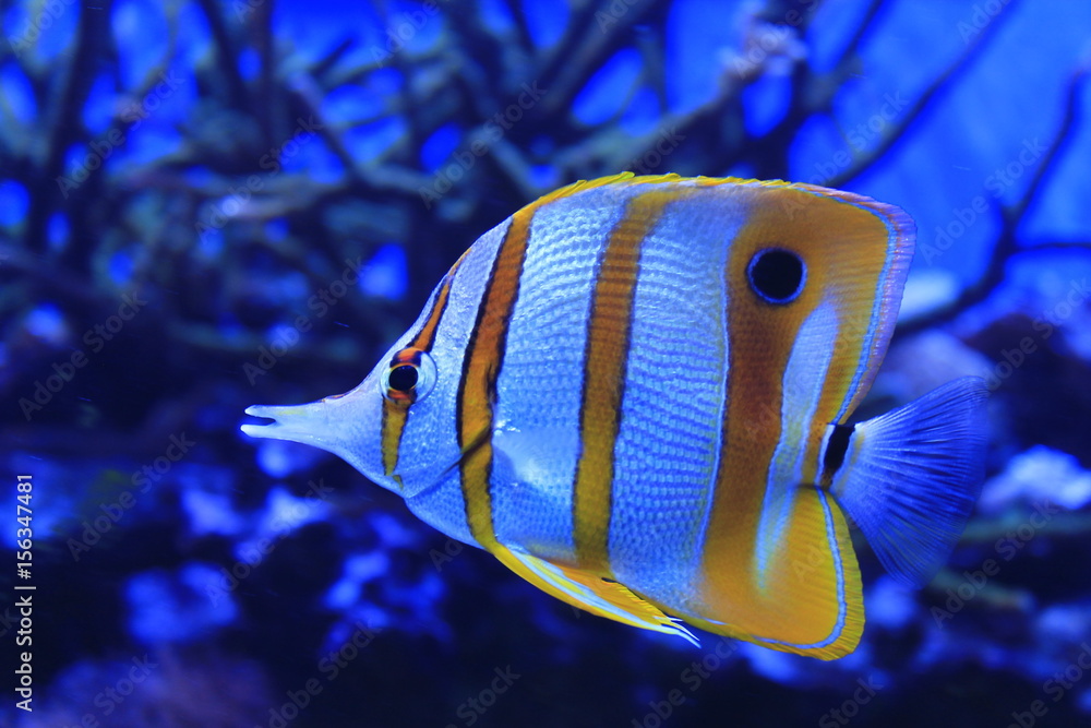 Naklejka premium My Bubbles