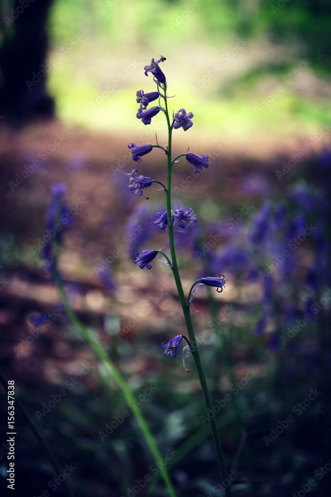 bluebell StockFoto Adobe Stock