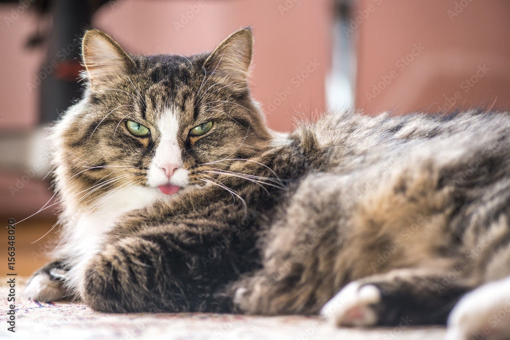 Naklejka premium cat shows the language