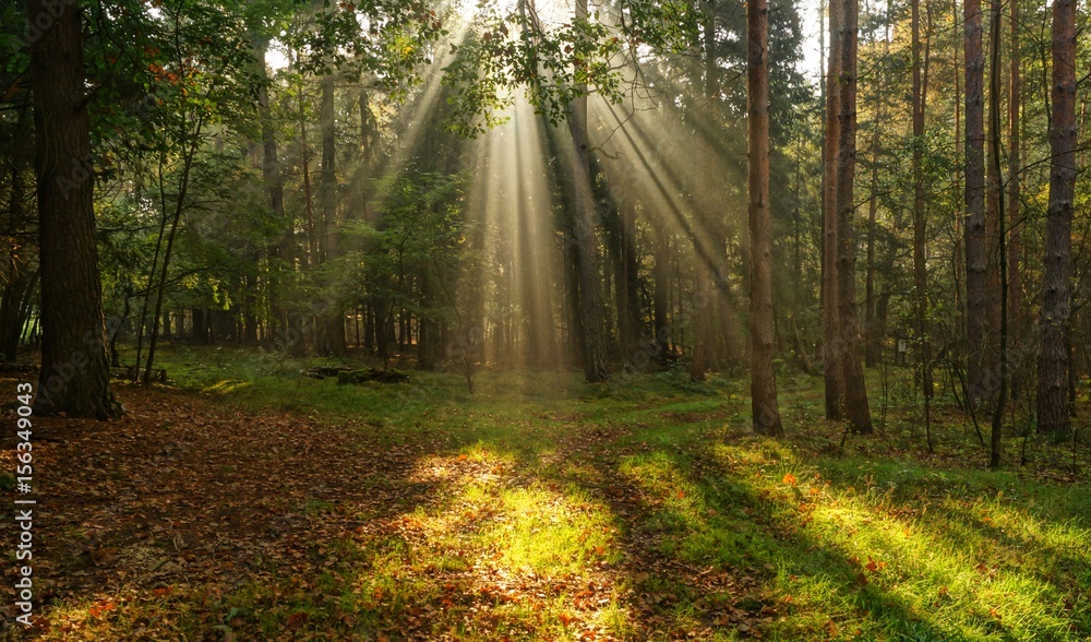 Naklejka premium Promienie między drzewami