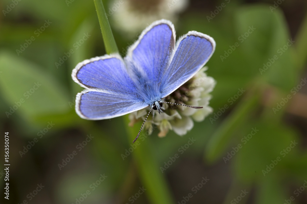 Fototapeta premium Szczegół błękitny motyl w zielonej naturze