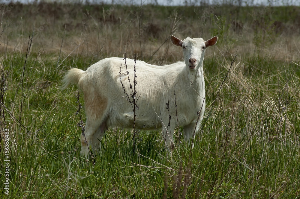 Portrait of white goat on the mountain meadow, mountain Plana, Bulgaria Portrait of white goat on the mountain meadow, mountain Plana, Bulgaria