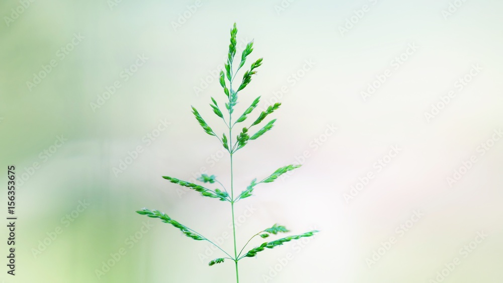 Fototapeta premium Gras vor hellem Hintergrund