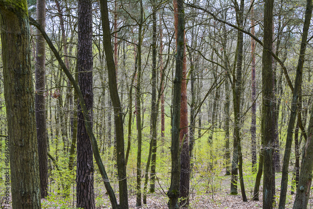 Obraz premium Trees on forest