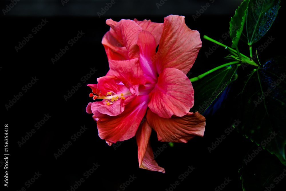 Fototapeta premium Red flower macro