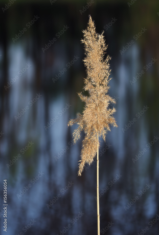 Naklejka premium Spikelet at the blue lake background