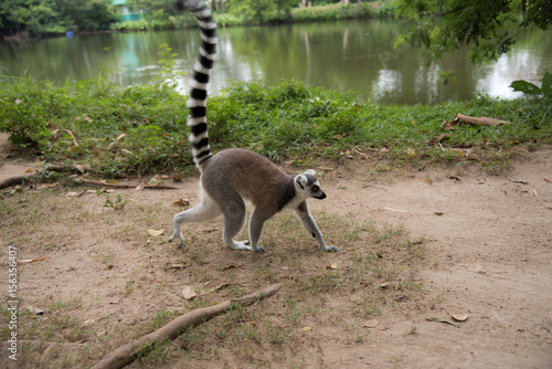 ringtailed lemur catta