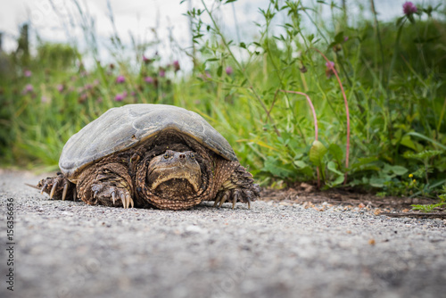 Common snapping turtle (Chelydra serpentina)