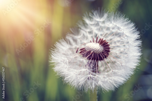 Dandelion