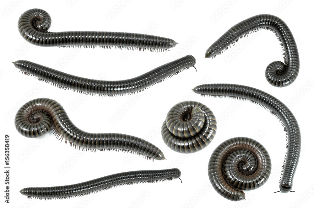Collection animal millipede on white background Collection animal millipede on white background