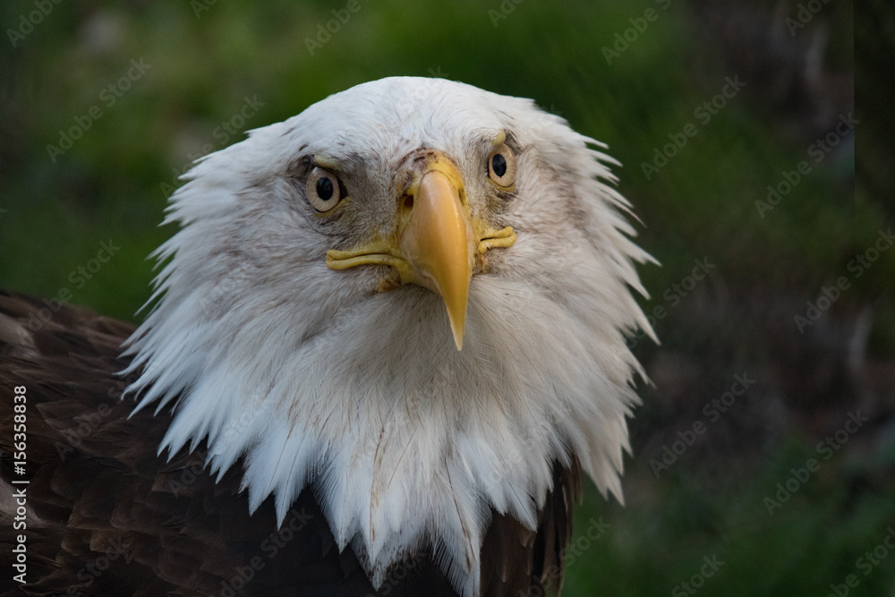 Bald Eagle Closeup