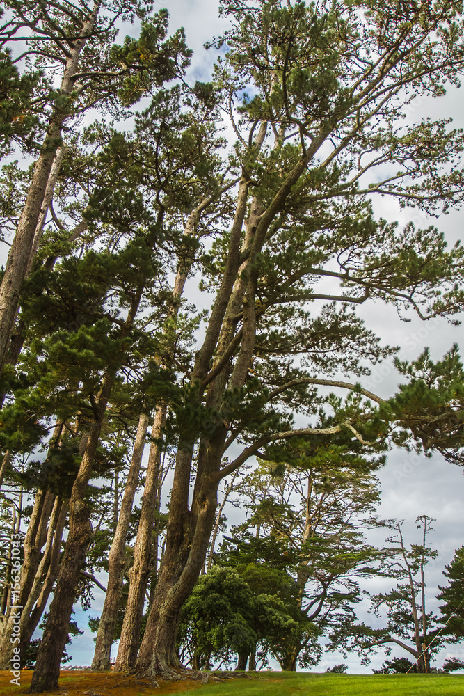 Fototapeta premium trees in a park, auckland, new zealand