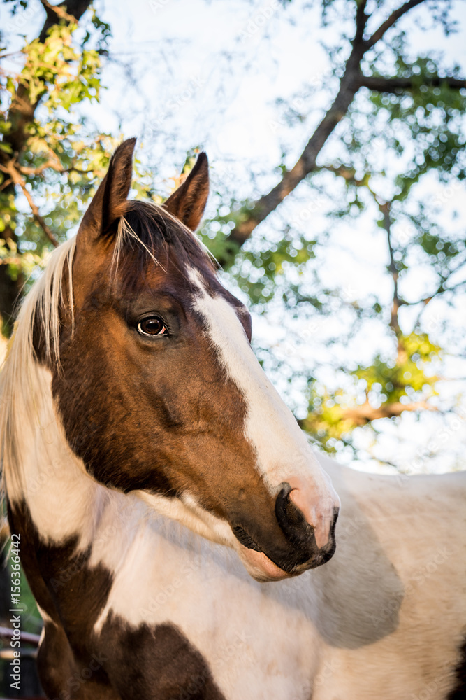 Fototapeta premium Horse in Trees