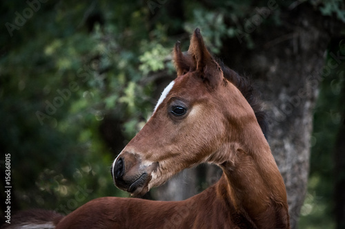 Baby Horse © brusinko