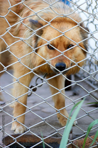 Abandoned dog in the kennel,homeless dog behind bars in an animal shelter.Sad looking dog behind the fence looking out through the wire of his cage/