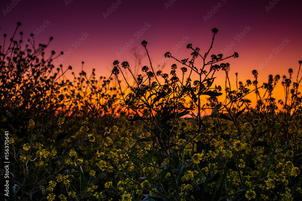 Fototapeta premium Sunset in the field