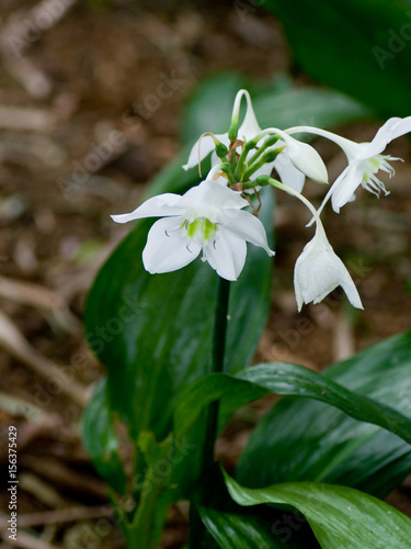 Eucharis, lys d'amazonie photo