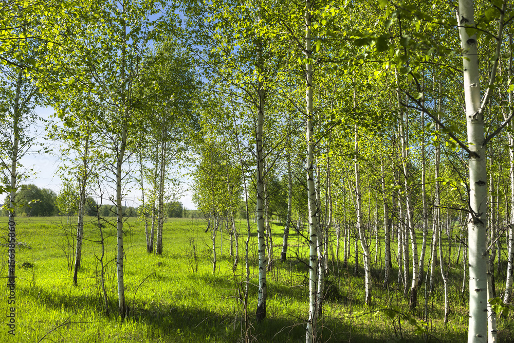 Obraz premium Deciduous tree Birch ( lat. Betula )