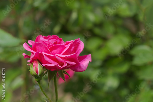 Violette Rose mit Knospe