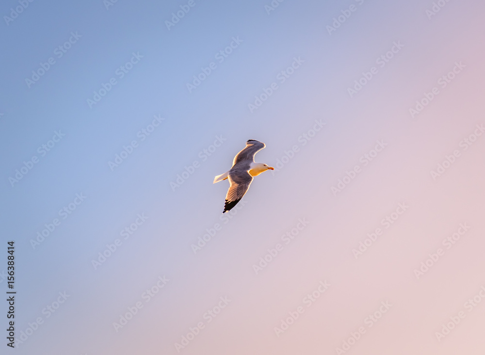 Fototapeta premium Close up of a seagull against sky at sunset