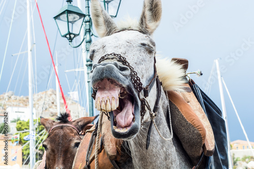 Fototapeta Naklejka Na Ścianę i Meble -  Ass on the street - funny face, animal, donkey, 