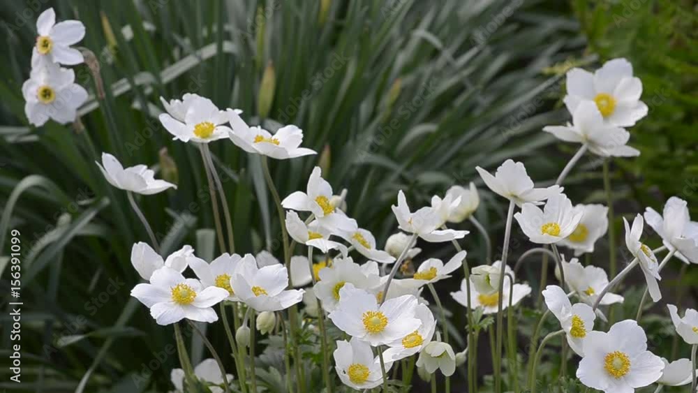 White anemones bloom in the spring White anemones bloom in the spring