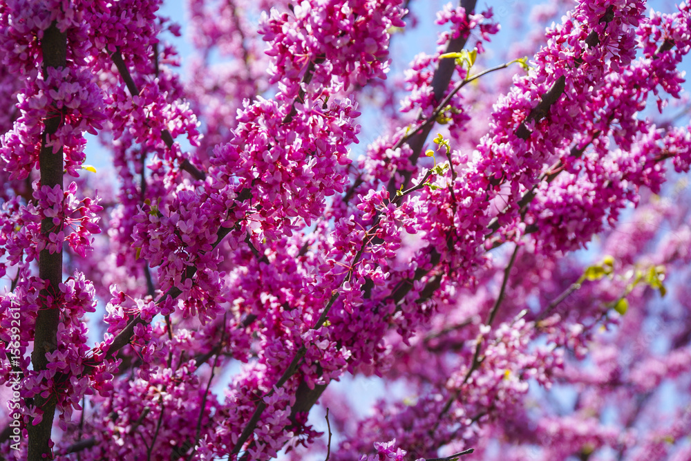 Amazing nature - red blossoms of Cherry Trees - WASHINGTON, DISTRICT OF COLUMBIA - APRIL 8, 2017 Amazing nature - red blossoms of Cherry Trees - WASHINGTON, DISTRICT OF COLUMBIA - APRIL 8, 2017