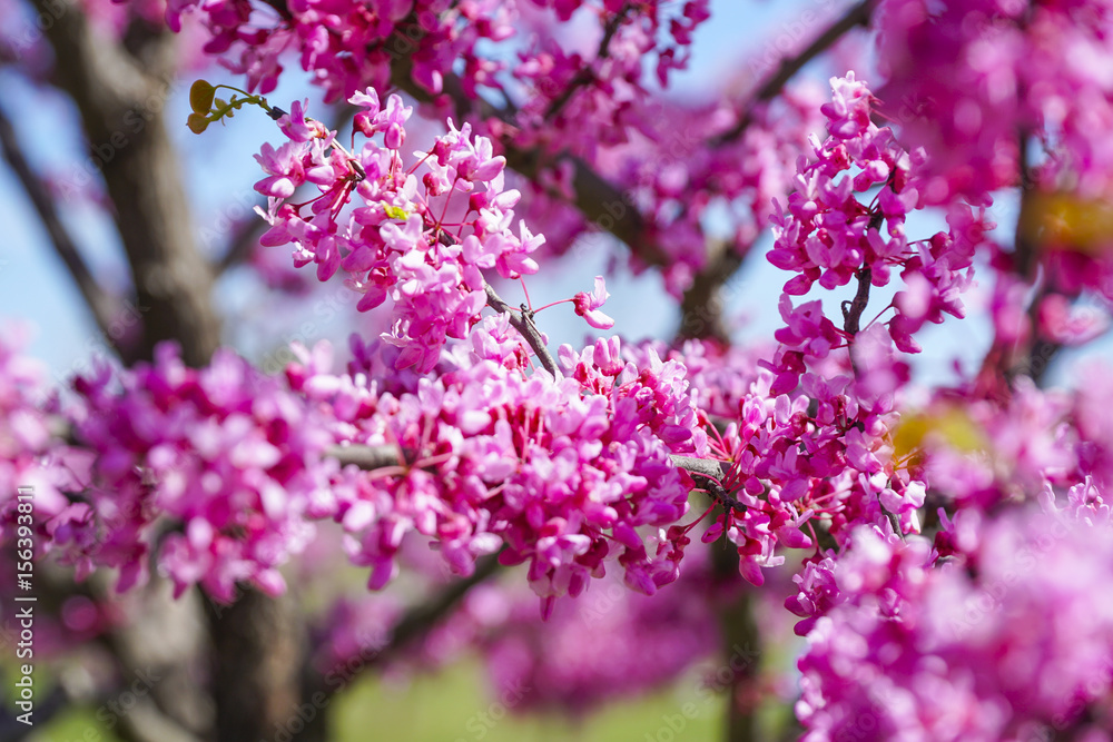 Beautiful red blossoms of Cherry Trees - WASHINGTON, DISTRICT OF COLUMBIA - APRIL 8, 2017 Beautiful red blossoms of Cherry Trees - WASHINGTON, DISTRICT OF COLUMBIA - APRIL 8, 2017