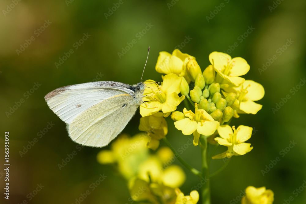 Fototapeta premium モンシロチョウ