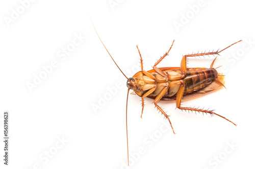 Closeup cockroach on white background for Insecticide product concept, selective focus