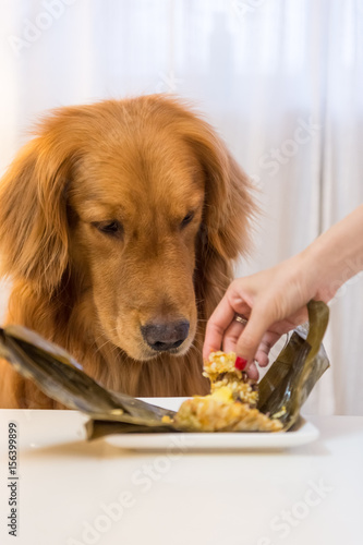 Golden Retriever eating food