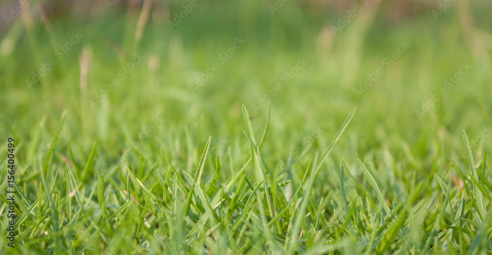 Green grass Green grass