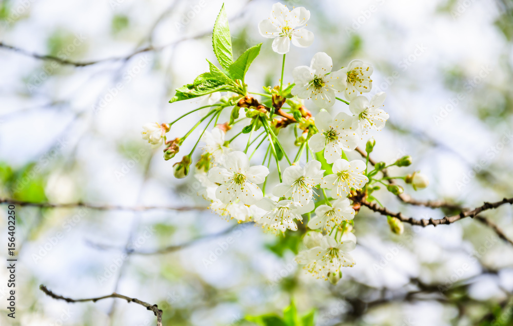 Fototapeta premium White cherry flowers