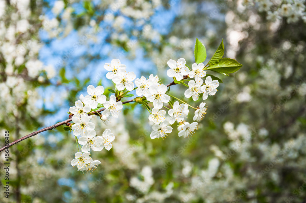 Obraz premium White cherry flowers