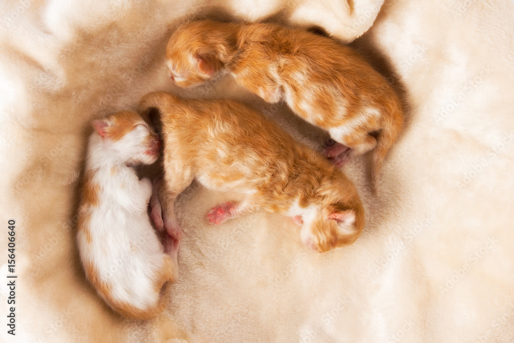 Baby Kittens one day old.Cute little Persian kittens 1 Day Old are