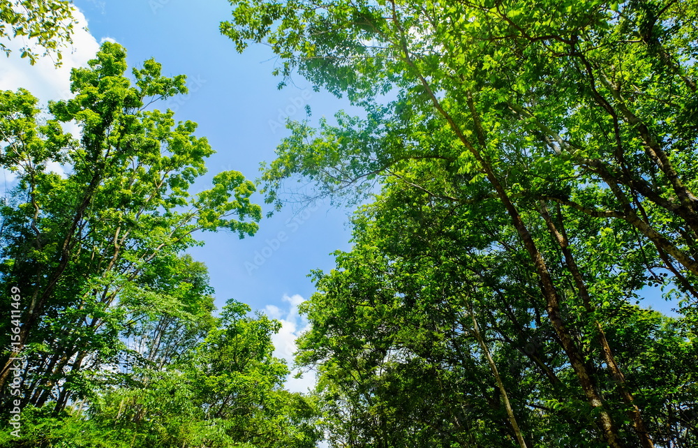 Forest and horticulture on blue sky in Huai Kha Khang National Park at Uthai Thani, Thailand.