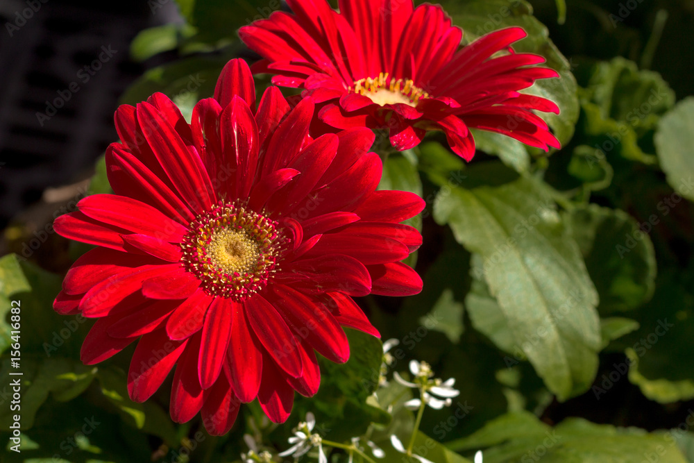 Obraz premium Dahlia
