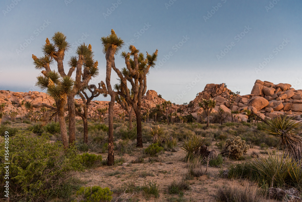 Morning Over Joshua Trees and Boulders